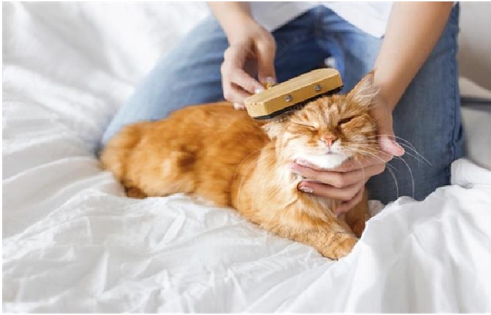 Maine coon