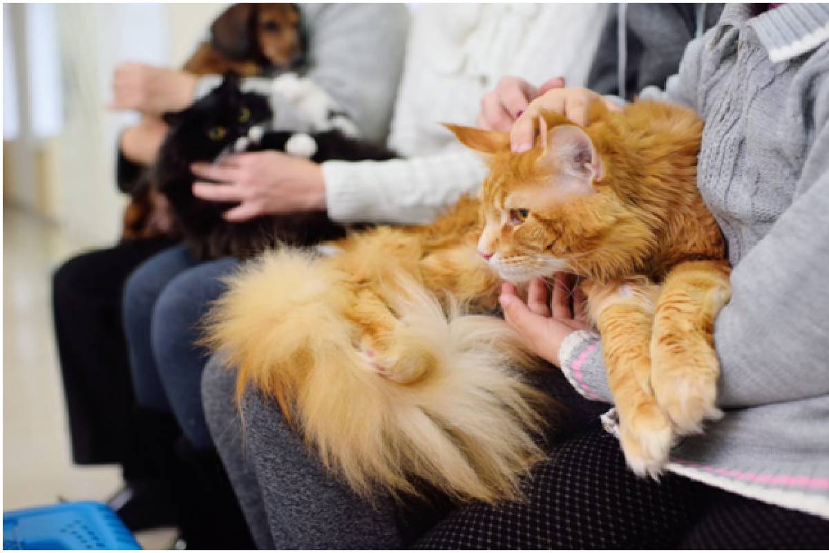 Maine Coon Cat Grooming Styles PSQ